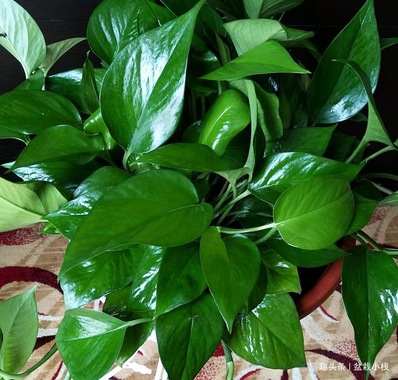 绿萝虎皮兰，有生长“小机关”，打开后叶子绿油油，生长猛