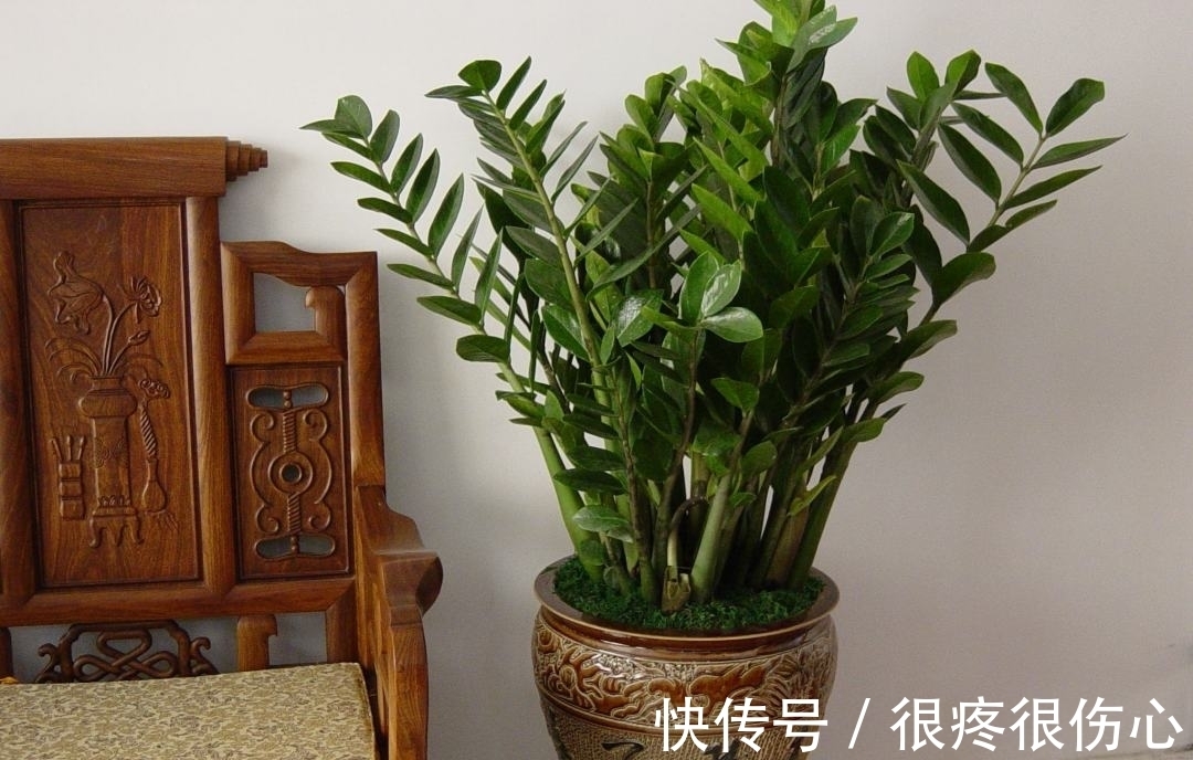 喜欢金钱树不用买，学会金钱树的扦插方法，想养几盆养几盆