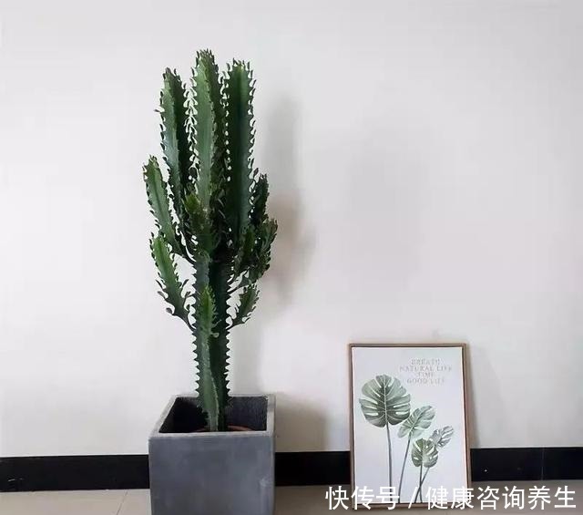 植物|想让家里病菌少，就养这五种植物，漂亮又好养，家里至少要有一种！
