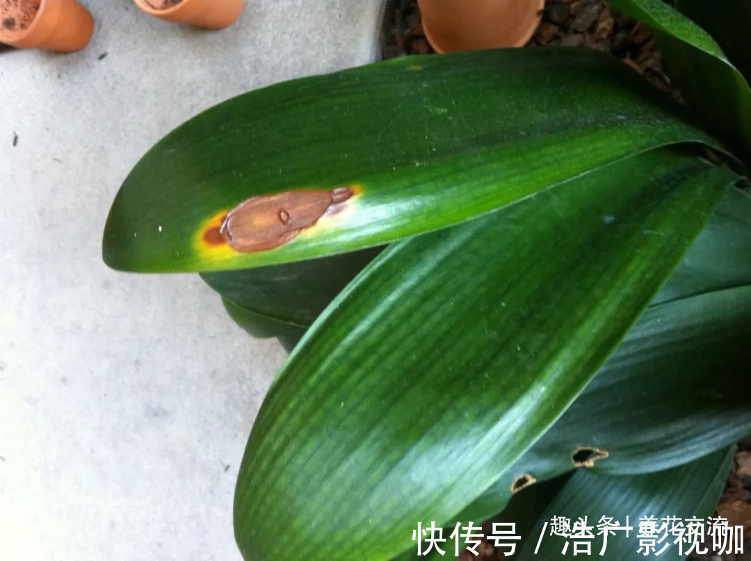 烂根|为啥很多朋友在家里养不好君子兰,有可能一开始就买错了