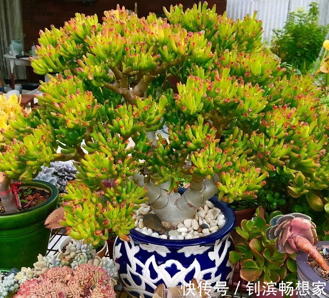 5种“丑花”，寓意却大，富贵又威武，再丑也要养一盆