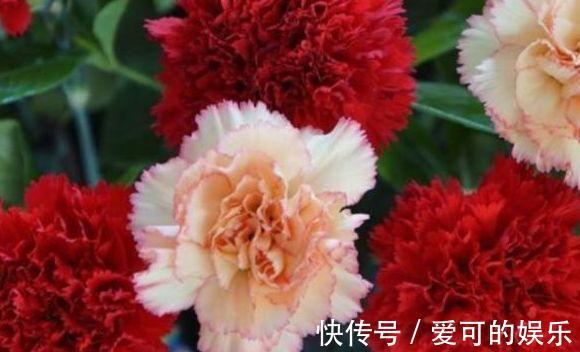 农历十月初五立冬后,养什么花?以下3种花,爱情永固幸福一生