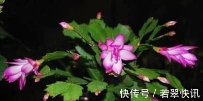 浇水|老花匠这样养蟹爪兰，“1种汁液”兑水浇，7天1次，新芽蹭蹭冒