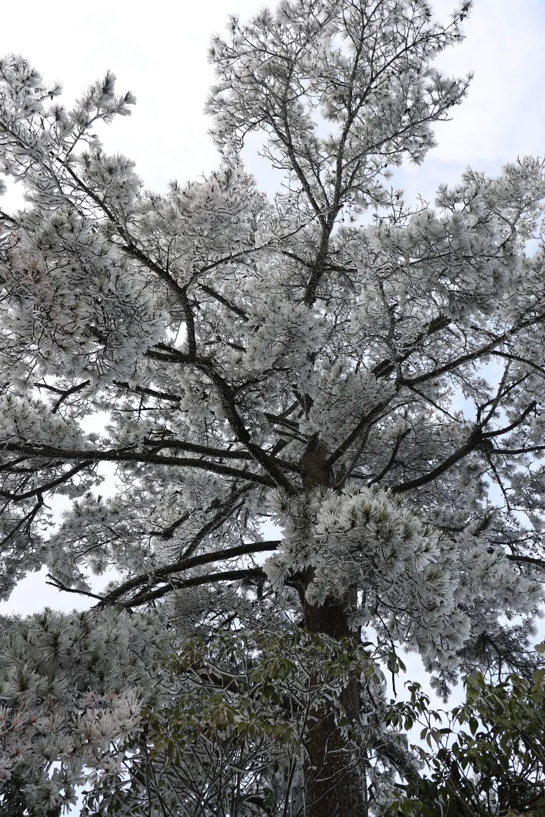 庆元县|不是初雪，胜似初雪，庆元雾凇，宛若仙境！