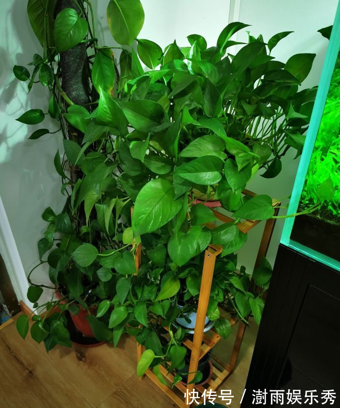 13种“阴冷花”，客厅没光照，长得更旺，越晒越难看