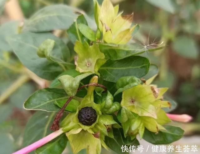 路边捡一把“小地雷”，撒盆里窜出满阳台的紫花，不花一分钱！