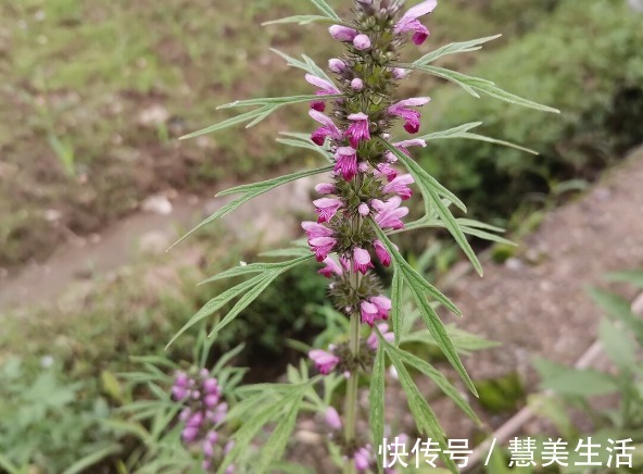 小根|65种野菜图片，带你认识不同的野菜和吃法，你想要的野菜这里都有