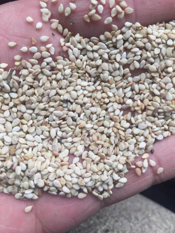 根系生长|6种花爱“喝酒吃醋”,半月来1勺,叶片浓绿滴油,狂开花!