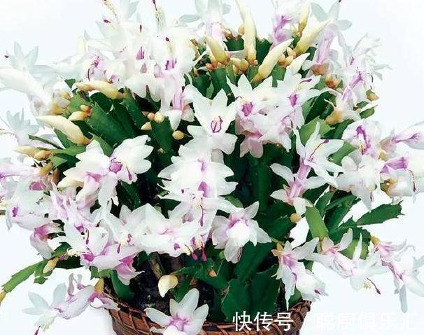 这样给蟹爪兰浇水,蟹爪兰不但没死,还年年花开几百朵