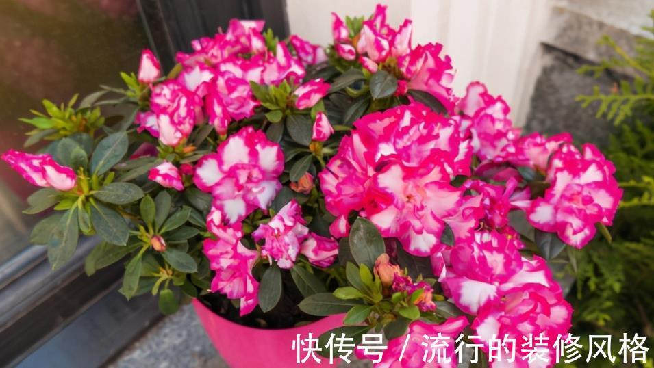 硫酸亚铁溶液|植物黄叶就用它调剂,当叶面肥、灌根,掌握住技巧贼好使