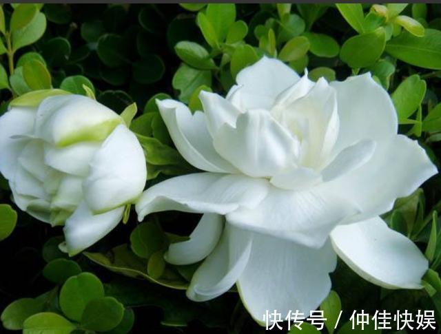 栀子花度夏注意的几点，花开不断，枝繁叶茂不再黄叶