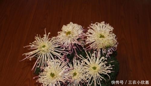 盆栽菊花种植技巧?