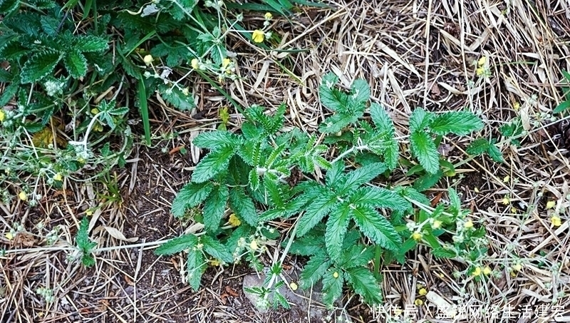 根似人参却不是“参”,长在农村过去常忽视,如今20元一斤