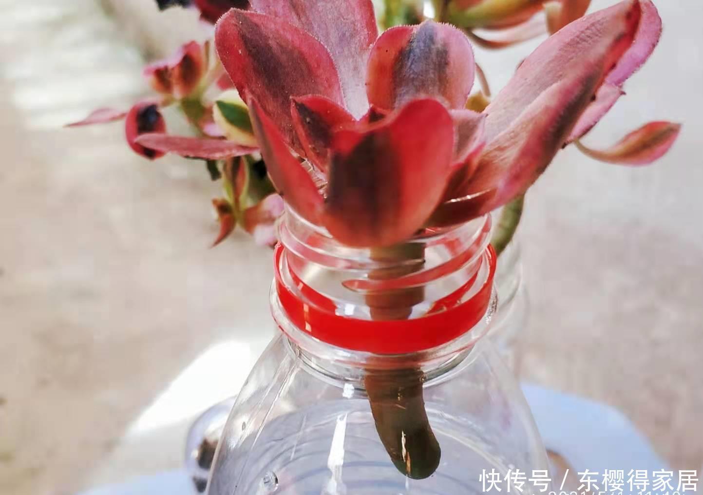 美杜莎|多肉长根就等于成活,但最难的就是发根,有啥办法能加速发根呢?