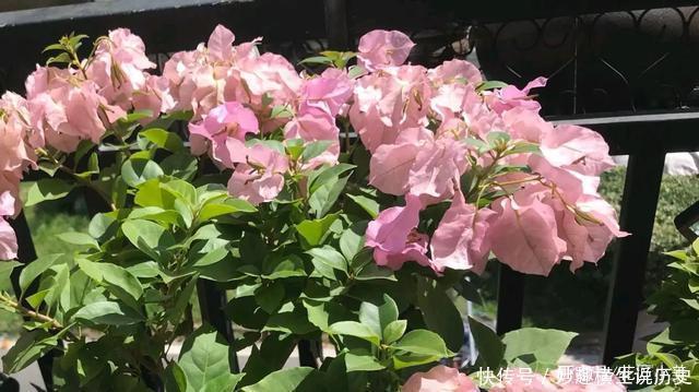 三角梅|45种三角梅品种,红、橙、黄、绿、白、紫,每一种都很好看!