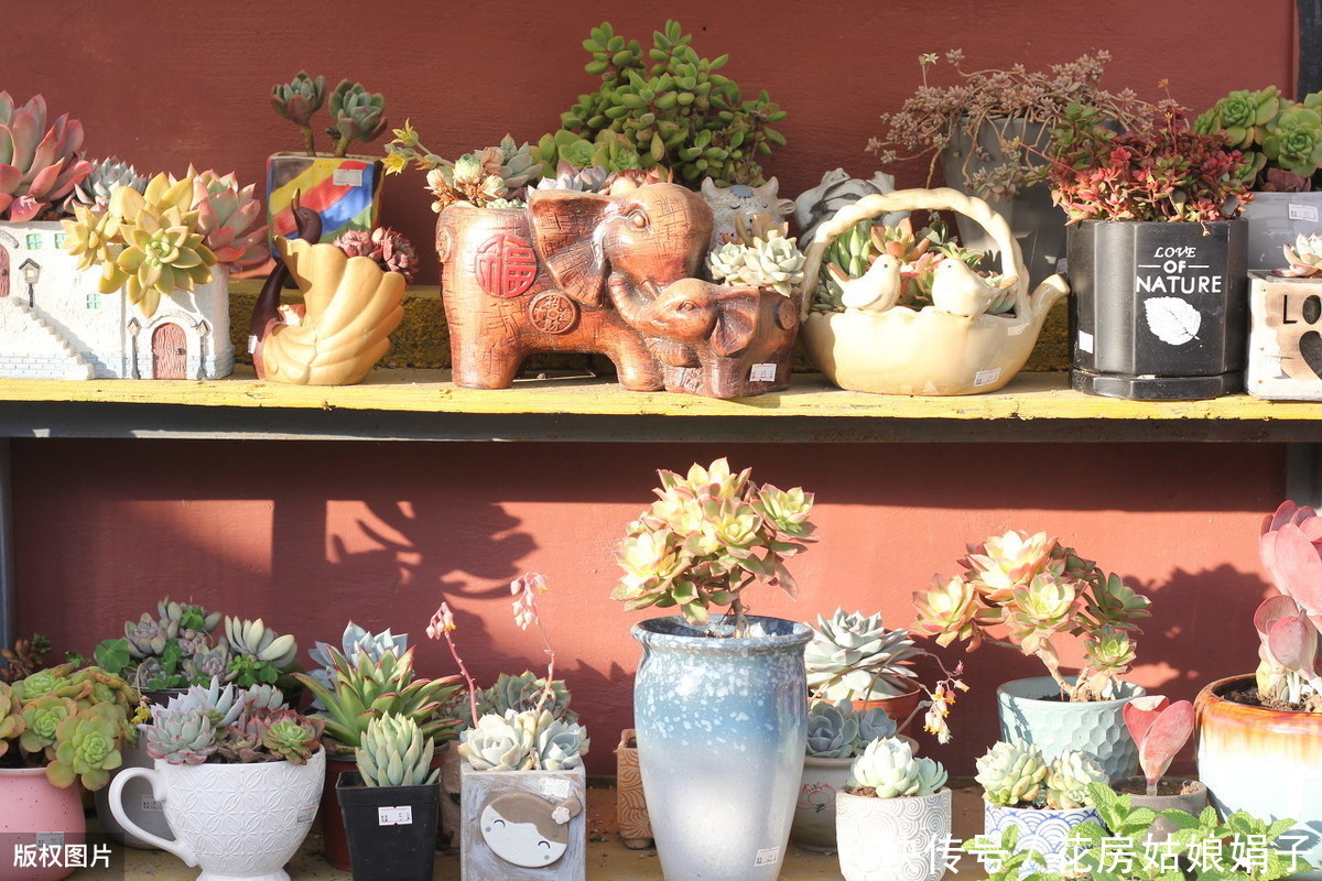 花友们|她把多肉种在篮子里,拎着就出了门,路上行人全多回头看