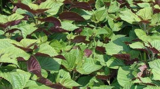 水果|想长寿得会吃,推荐吃4种水果,美容养生,调理血气,营养又健康