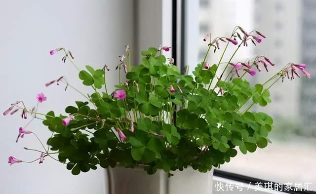 野草|路边野草,种盆里变成值钱盆景,超好养还好看