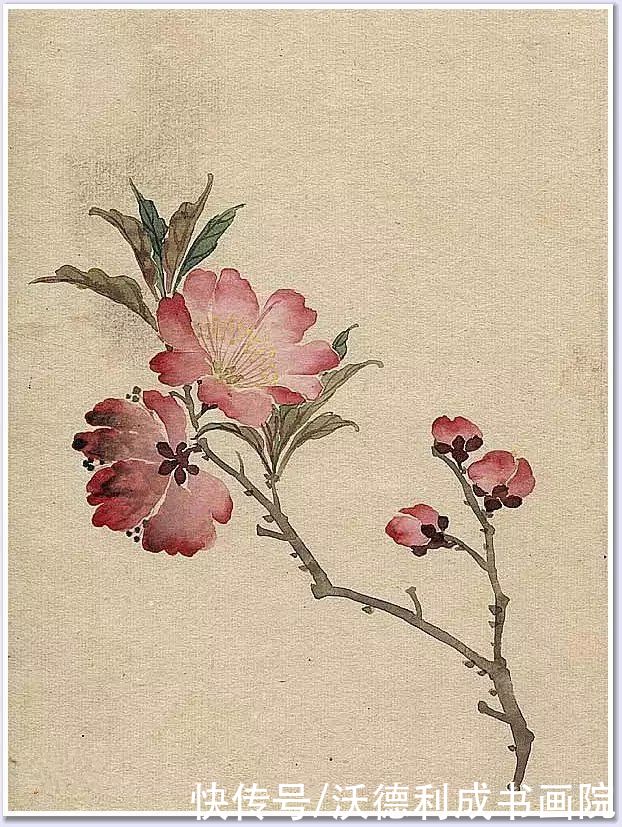 画菊|没骨百花图欣赏，美到骨子里