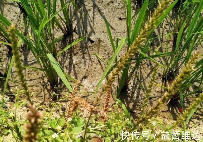 耳根|4种山上常见的野草,药用价值超乎你的想象,再不挖就老了!