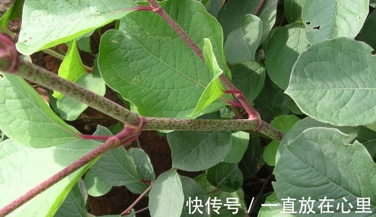 农村|农村一种像“甘蔗”的植物,砍了能当零食吃,是一味好药材价值高