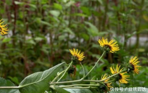 本方|这种药材比较广泛，是一朵小黄花，有人用它拿来调理身子赶紧看