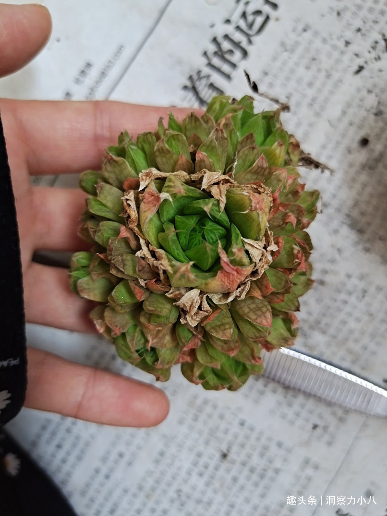 露天难成活的花，一晒太阳就黄了，挪个位置养“花叶俱美”满室香