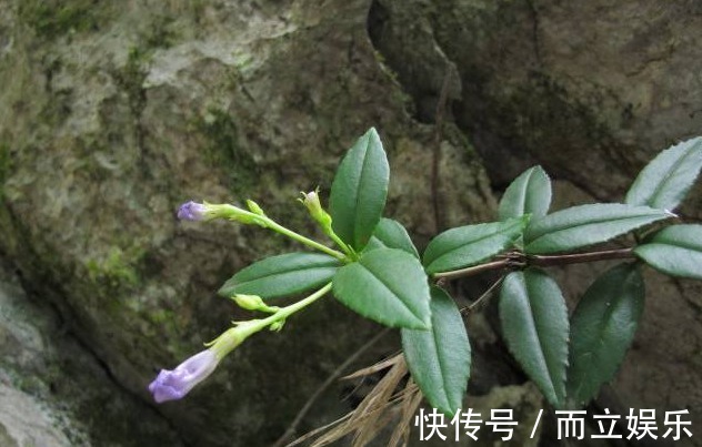 化学物质|乡下常见的一种植物，花朵紫白相间似喇叭状，是一味很好的中药