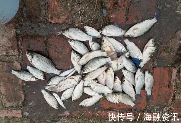 钓鱼|这东西1块钱1个,用来钓鱼很不错,比某些商品饵料还给力,别错过