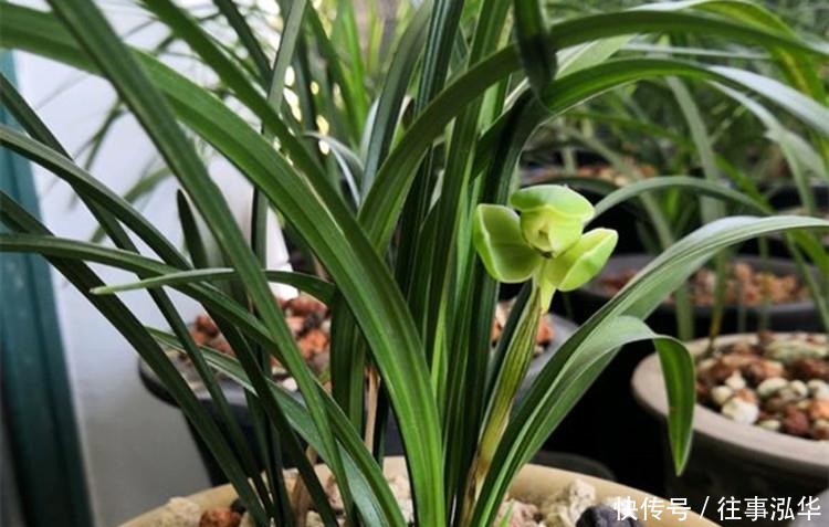 花友|养兰花,给它喷点“生根水”,大白根直冒,长得肥肥壮壮!