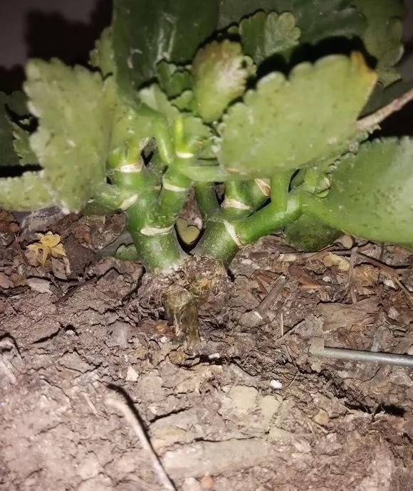 6种花,夏天一定要管住手,水一多就浇死,很多人不知道