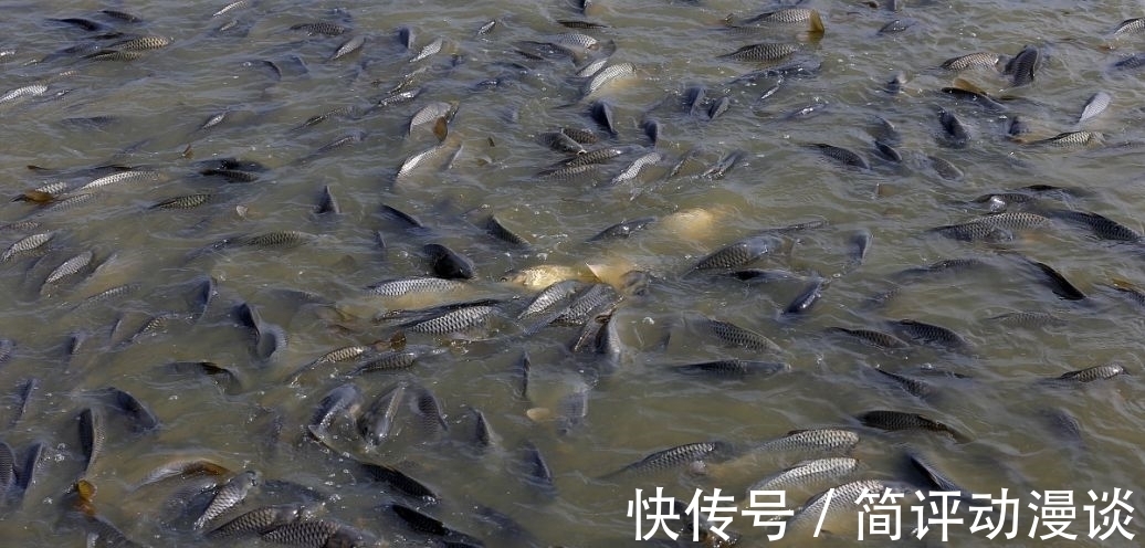 鱼的寿命到底有多长?为什么说有水的地方就有鱼?