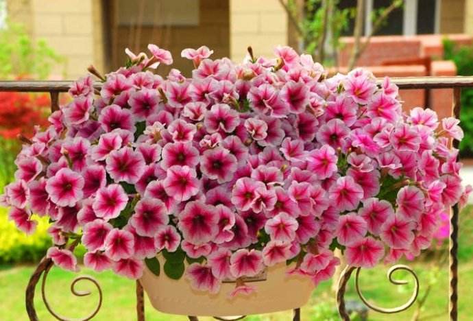 阳台养这“3种花”，花开上百朵，1月开成“小花海”，邻居都羡