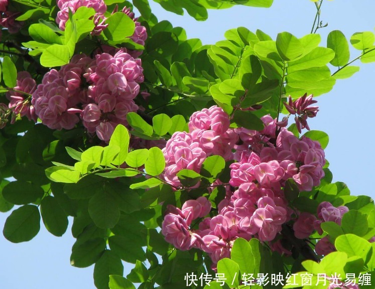 此花寓意着富贵的花，给人一种繁荣欣欣向荣的曲线，是财富之花