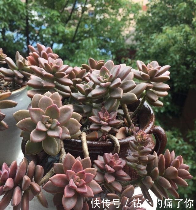 这“三多肉”都是爆崽王,上色快香气浓,2个月养成多头小胖墩!