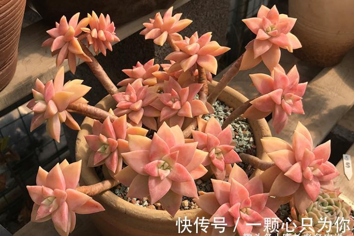 橙色恋人——叶形像胧月,颜色像布丁的多肉,我觉得你多半没养过