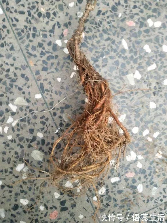 苍劲|山里的1棵老树桩,挖出来种盆里,开花后,眼睛都看直了!