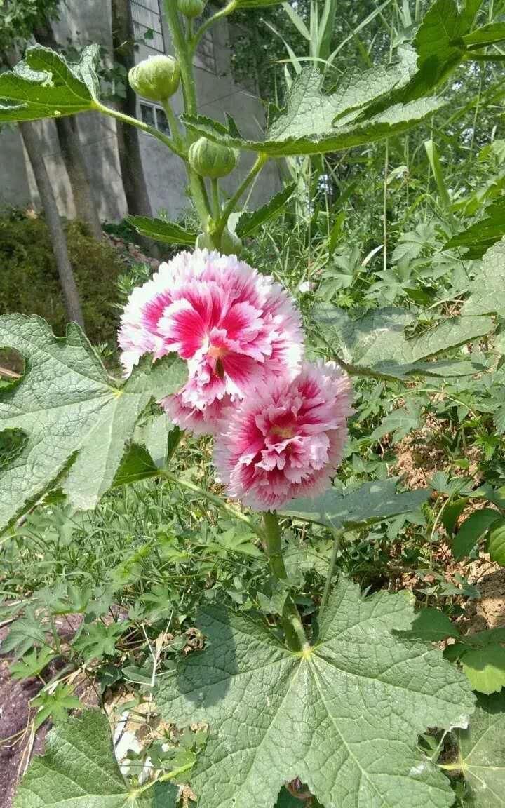 中国本土食用植物