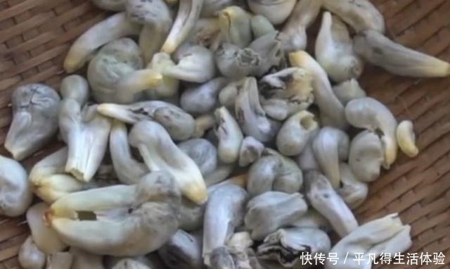 这东西长在玉米上,村民看到想哭,国外却当美食,百元一斤