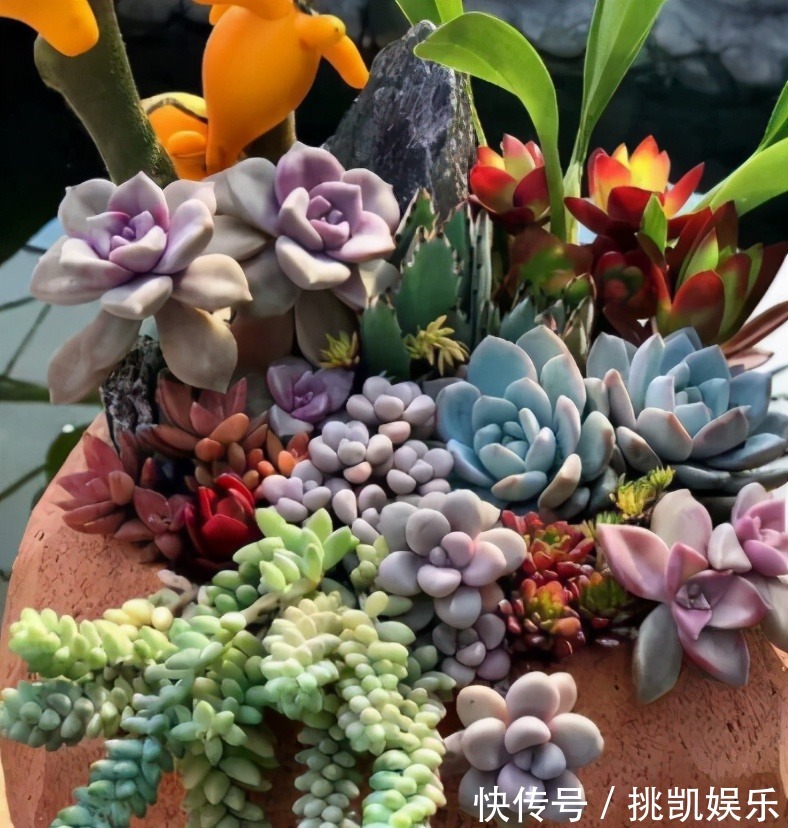 图片|无论你多喜欢养花,都不要碰“3种花”,这都是养花高手被坑过的