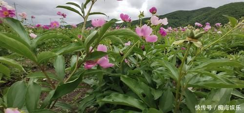 牡丹为后,芍药为妃,再像也是不一样的,教你一眼区分开来