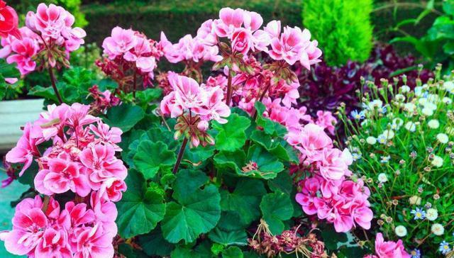 好养的花卉就选“它”,品种多,开花五颜六色,一年开花365天