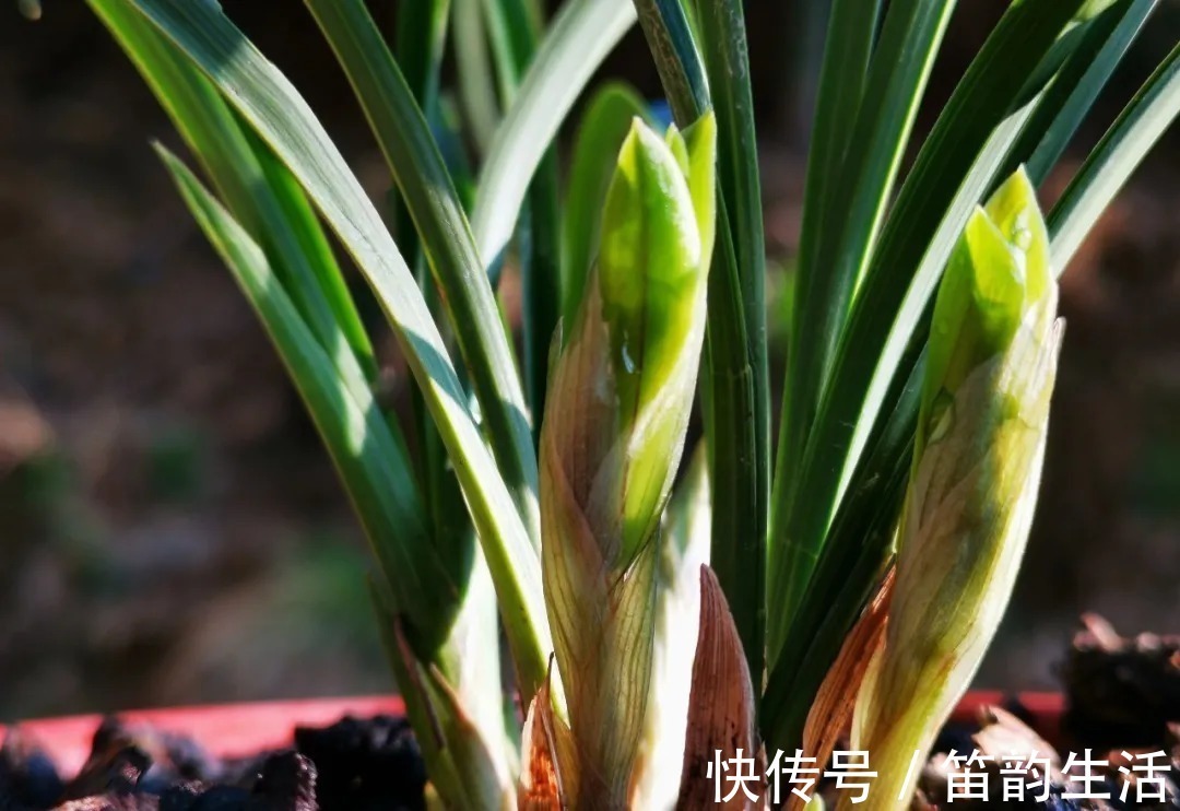 孕蕾|夏天太热，养兰花如果犯一个错，可能导致难孕蕾、不开花