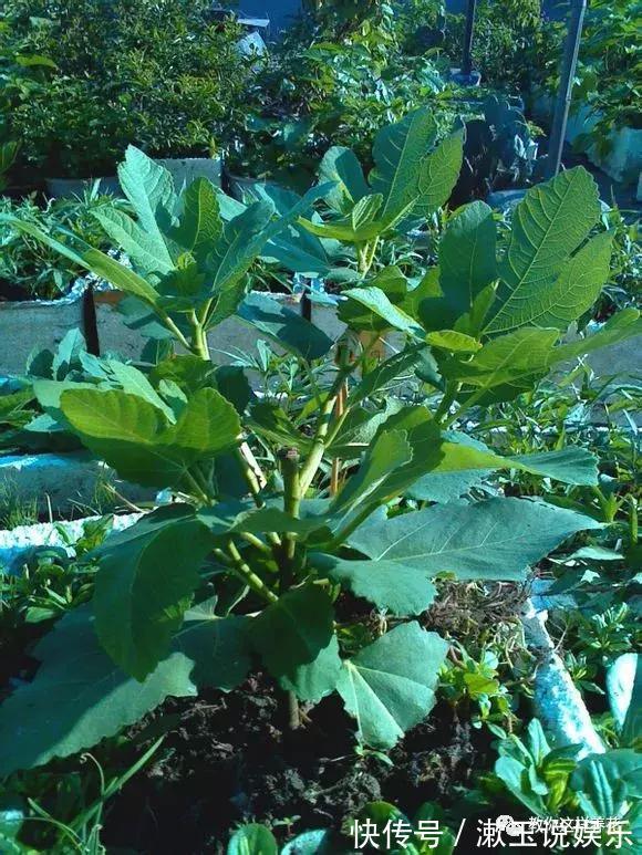 花友|这种水果枝条阳台一插,1年就挂果,果实太多压弯枝!