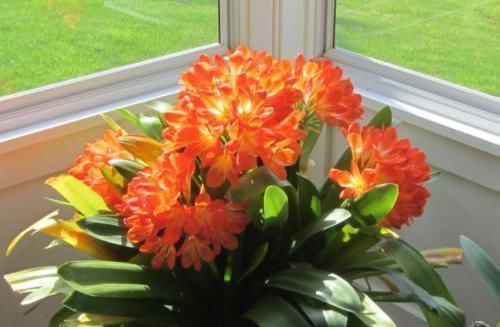 养君子兰知道几个养护小技巧,年年开花四季油绿!早看早知道