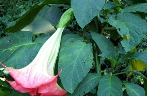 农村这种果子被称为“刺苹果”，全身长满刺，却有剧毒不能吃