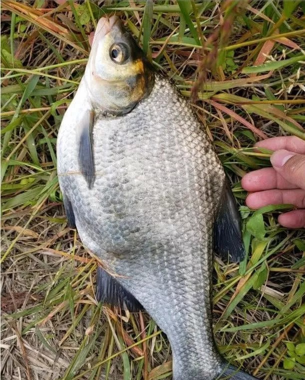 都说钓大鱼要用玉米，但是生的，熟的和发酵的，该用哪个呢？