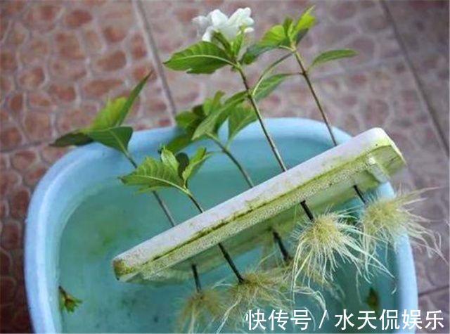 秋天|到了秋天，塑料泡沫才是养花“宝贝”，扦插生根快，养花不烂根