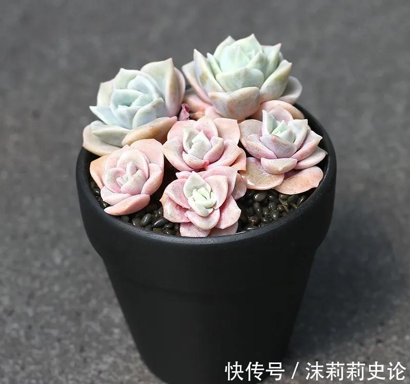 昔日的多肉王，如今已经烂大街，人见人讨厌