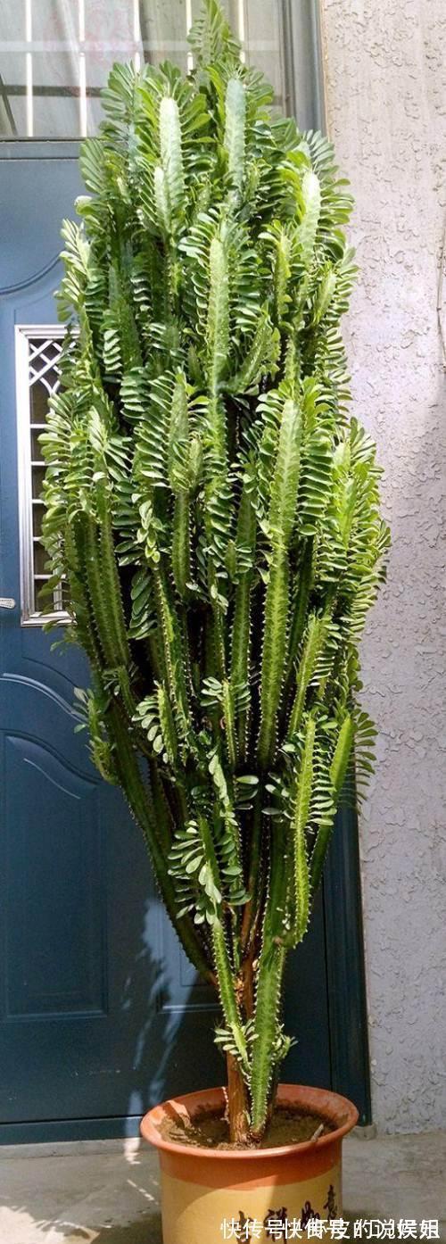 根系|寿命长的“3种花”,最喜欢用小盆栽种,盆越“小”长得越好